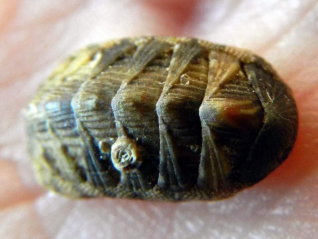 Polyplacophora sp. determinare